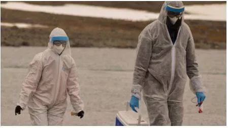 Canada's first presumptive human h5 bird flu case detected in british columbia  doctors call it a ‘rare event’