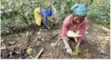 Indian coffee planters expect prices to remain high for four five years