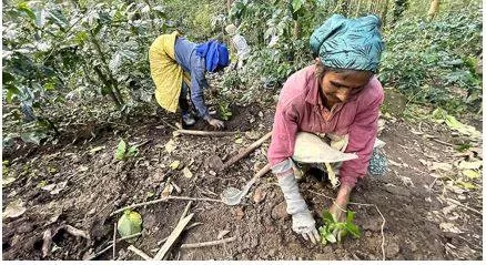 Indian coffee planters expect prices to remain high for four five years