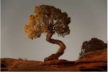 Twisted - Forced out of its natural shape.