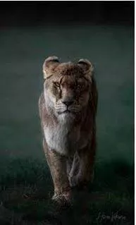 Fierce - Having or displaying an intense or ferocious aggressiveness. (भयंकर) 
