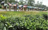 Implement sop for abandoned tea gardens  workers’ union appeals to west bengal govt 