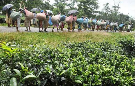 Implement sop for abandoned tea gardens  workers’ union appeals to west bengal govt 