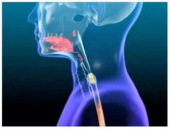 Swallow - Cause or allow (something, especially food or drink) to pass down the throat.