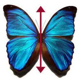 Bilateral - Having or relating to two sides.