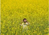 Experts on gm crop panels to declare conflict of interest