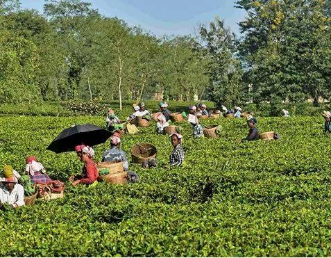 Assam tea workers prone to post tb fungal disease  study