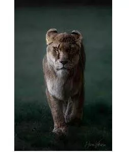 Fiercely - Having or displaying an intense or ferocious aggressiveness. (भयंकर) 