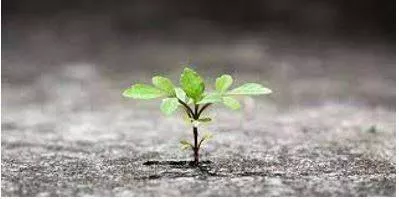 Flourish - Grow or develop in a healthy or vigorous way, especially as the result of a particularly congenial environment. (फलना-फूलना) 
