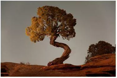 Twisted - Forced out of its natural shape.