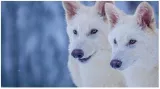 Colossal biosciences responds to indian man's question on the ‘de extinction’ of dire wolf species