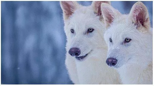 Colossal biosciences responds to indian man's question on the ‘de extinction’ of dire wolf species