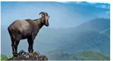 Kerala and t n  to conduct joint nilgiri tahr census from april 24