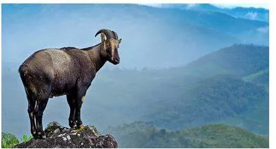 Kerala and t n  to conduct joint nilgiri tahr census from april 24