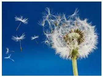 Disperse - To separate and go in different directions (बिखेरना)