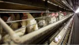 India reports first bird flu death in 4 years in andhra pradesh  2 year old dies after eating raw chicken
