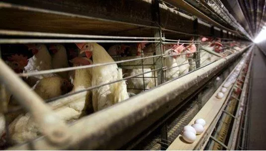 India reports first bird flu death in 4 years in andhra pradesh  2 year old dies after eating raw chicken