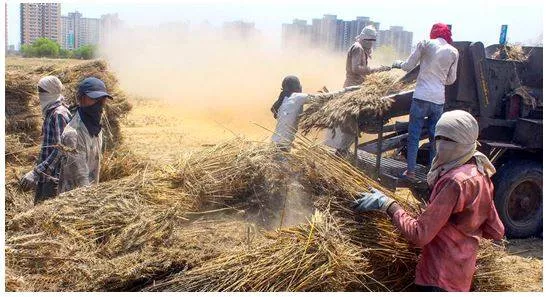 Punjab  haryana farmers eye bumper wheat harvest after a favourable winter