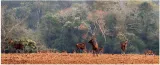 Citizens’ outfit approaches ngt against move to ‘allot’ 100 acres for hotel near similipal
