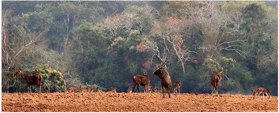 Citizens’ outfit approaches ngt against move to ‘allot’ 100 acres for hotel near similipal