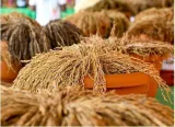 Odisha farmer in for a golden harvest with paddy seed