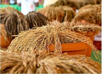Odisha farmer in for a golden harvest with paddy seed