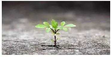 Flourished - Grow or develop in a healthy or vigorous way, especially as the result of a particularly congenial environment. (फलना-फूलना) 