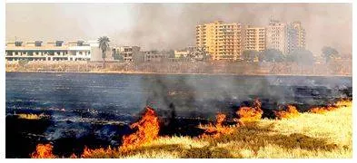 Farmers burning stubble won’t get govt  aid  msp for crops  madhya pradesh cm
