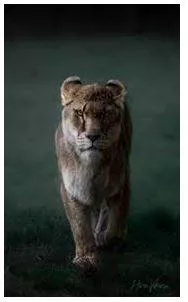 Fiercely - Having or displaying an intense or ferocious aggressiveness. (भयंकर) 