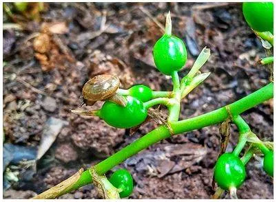 Small snail infestation a growing threat to cardamom farmers in idukki district