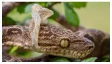 Why do snakes shed their skin  here's the science behind it