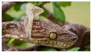 Why do snakes shed their skin  here's the science behind it