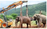 Forest dept  continues efforts to treat wild elephant in coimbatore