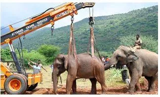 Forest dept  continues efforts to treat wild elephant in coimbatore