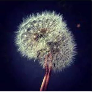 Fragile - Easily broken or damaged. (कमज़ोर)