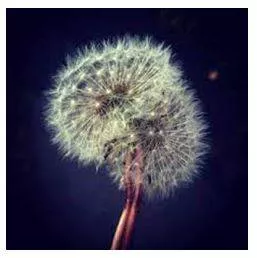Fragile - Easily broken or damaged.