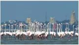 Tamil nadu government notifies greater flamingo sanctuary at dhanushkodi