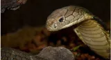 King cobras found near mount everest  scientists issue warning after bizarre discovery