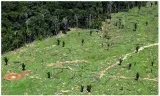 Brazil’s carbon credit project turns into profit source for illegal loggers