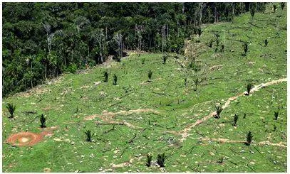 Brazil’s carbon credit project turns into profit source for illegal loggers