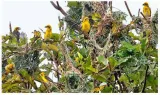 Famous for its rhinos  kaziranga records high diversity of grassland birds in survey