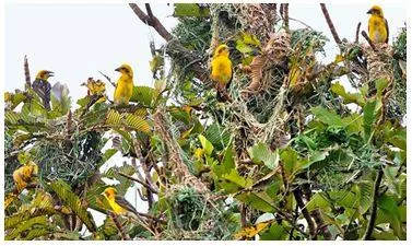 Famous for its rhinos  kaziranga records high diversity of grassland birds in survey