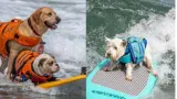 Dogs to compete on surfboards at world dog surfing championships 2025 in california
