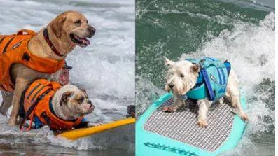 Dogs to compete on surfboards at world dog surfing championships 2025 in california