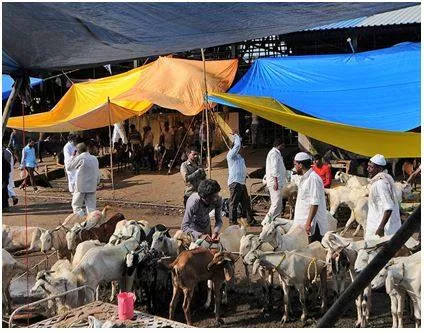 Cattle traders in maharashtra to launch boycott amid ‘harassment’