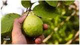 Raw guava fruit  chaat  or leaves  what should you have for better blood sugar control 