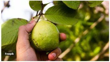 Raw guava fruit  chaat  or leaves  what should you have for better blood sugar control 