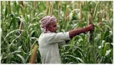 Indian farmers shifting to maize cultivation as soybean  cotton acreage shrinks