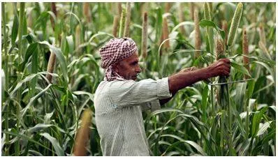 Indian farmers shifting to maize cultivation as soybean  cotton acreage shrinks