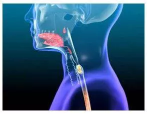 Swallow - Cause or allow (something, especially food or drink) to pass down the throat. (निगलना) 
